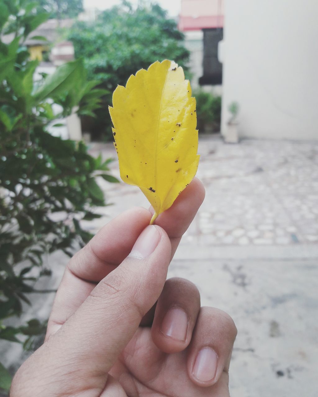 person, holding, part of, cropped, focus on foreground, human finger, unrecognizable person, close-up, yellow, personal perspective, lifestyles, leaf, leisure activity, season, day, fragility, outdoors