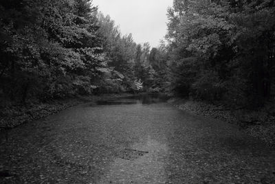Trees in forest against sky