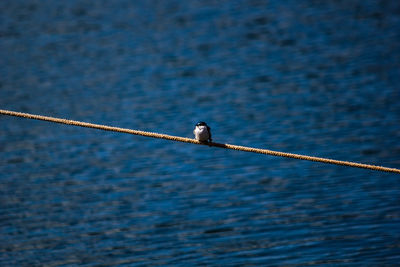 Close-up of bird perching on cable against water