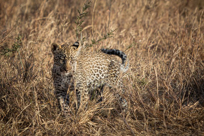 Leopard walking on grassy land in forest