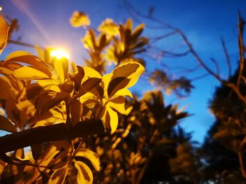 Low angle view of yellow flowering plant against sky