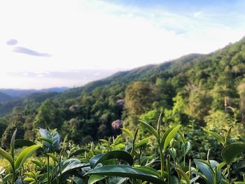 Plants growing on land against sky