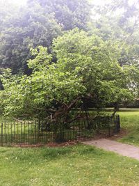 Nature scenery with green trees