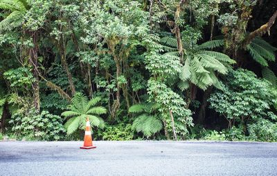 Traffic cone on road against plants and trees