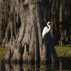 View of birds perching on tree trunk