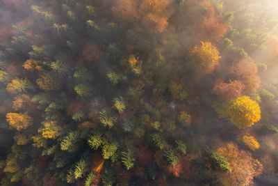 Aerial view of the foggy forest during autumn