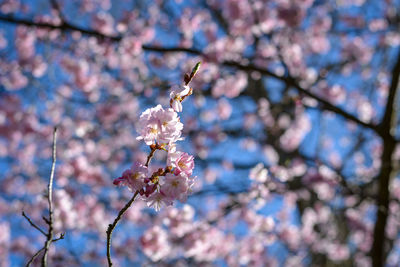 Close-up of cherry blossom