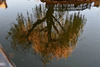 High angle view of tree by lake