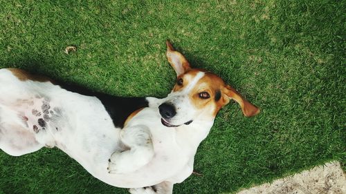 High angle view of dog on grass