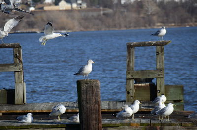 Seagulls perching on wood over lake