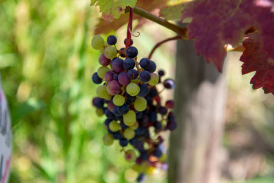 Close-up of grapes growing in vineyard