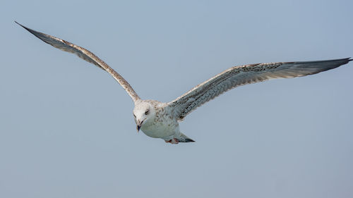 Low angle view of eagle flying in sky