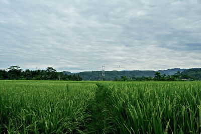 Scenic view of agricultural field against cloudy sky