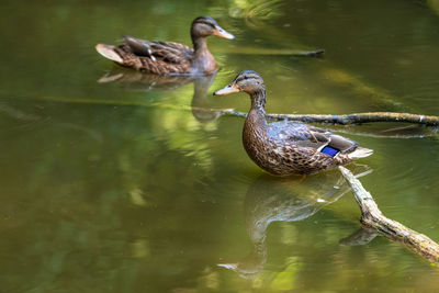 Duck swimming in lake