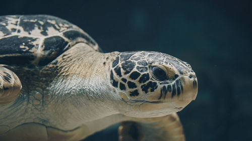 Close-up of turtle