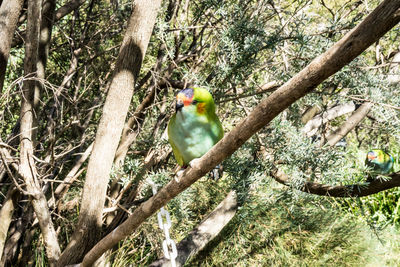 Bird perching on tree