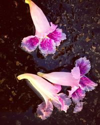 Close-up of flowers in water