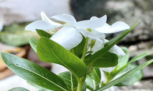 Close-up of white flowering plant