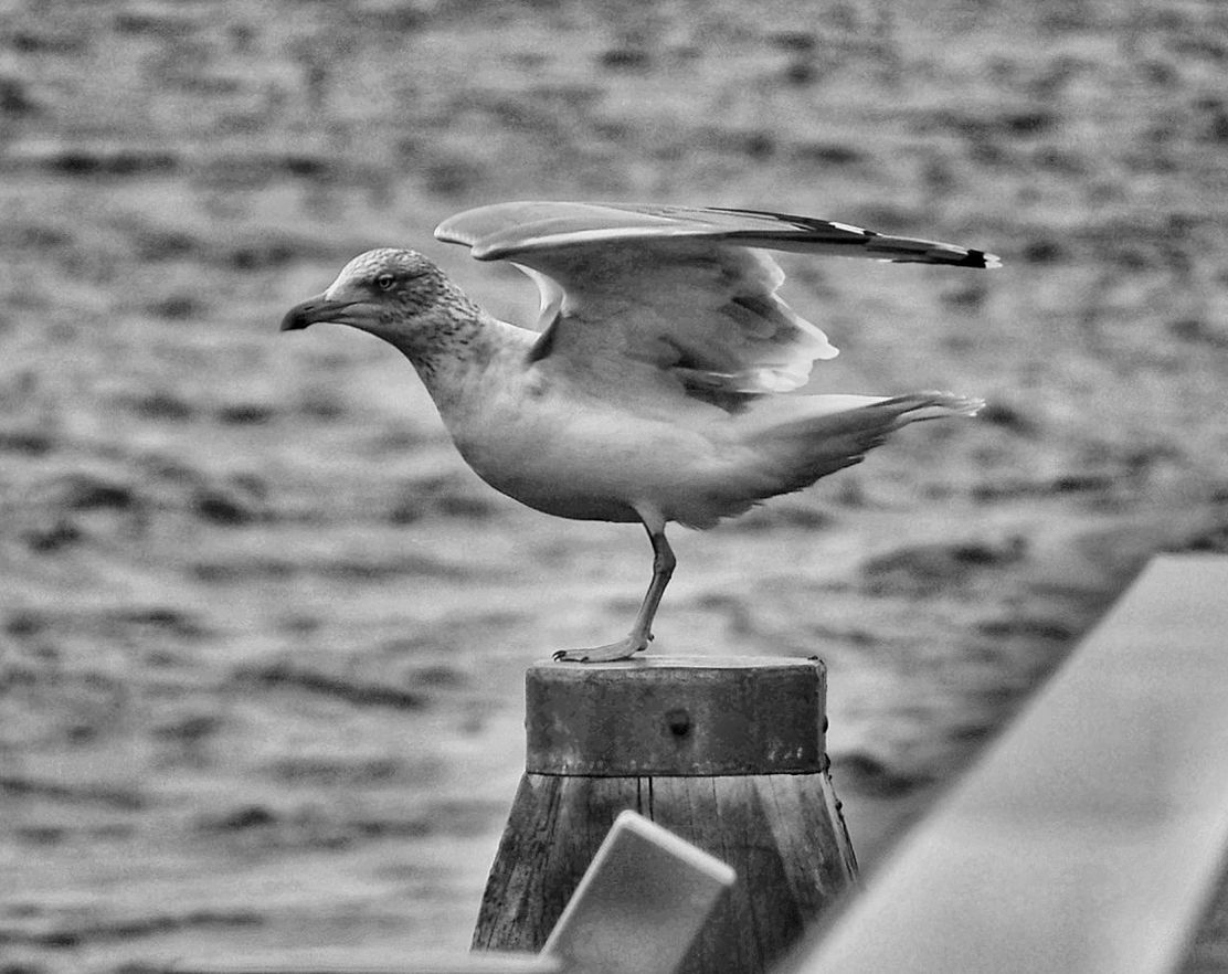bird, animal themes, one animal, animals in the wild, focus on foreground, animal wildlife, day, no people, close-up, outdoors, seagull, perching, nature