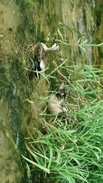 High angle view of a bird in water