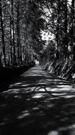 Empty footpath along trees