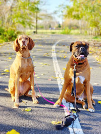 Dogs standing on field