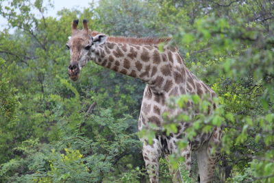 Side view of giraffe