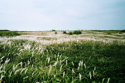 Scenic view of field against sky