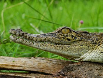 Close-up of a juvenile crocodile on wood with green background 