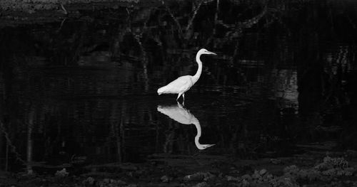 View of bird against lake