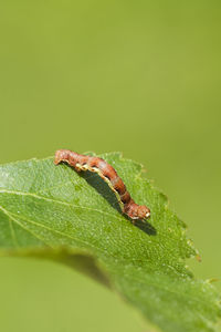 Close-up of insect on leaf