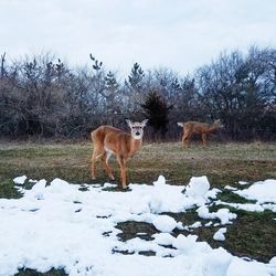 Horse on snow covered field