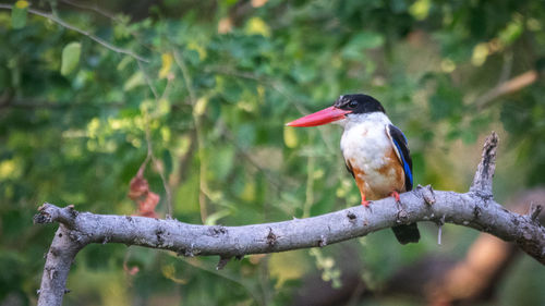 Close-up of bird perching on branch