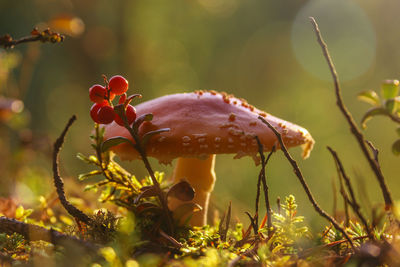 Fly agaric kingdom in the wilds taiga forest, beauty in nature