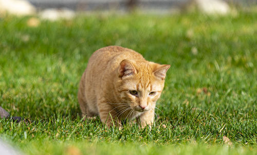 Felix the cat hunting on grass