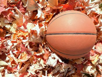 Close-up of basketball hoop in autumn