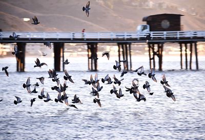 Flock of birds flying in the water