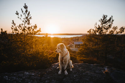 Dog sitting on rock against sky during sunset