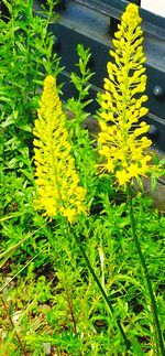 Close-up of yellow flowers