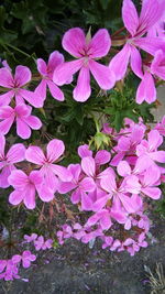 High angle view of pink flowering plants