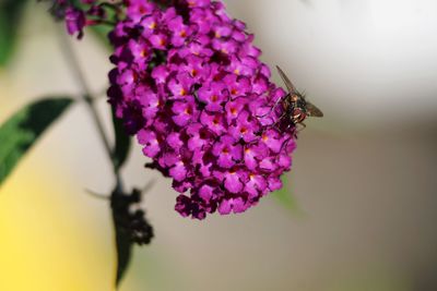 Close-up of bee on purple flower