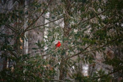 Bird perching on tree in forest