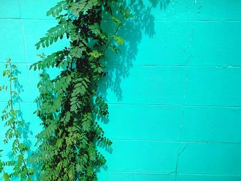 Close-up of ivy growing on wall