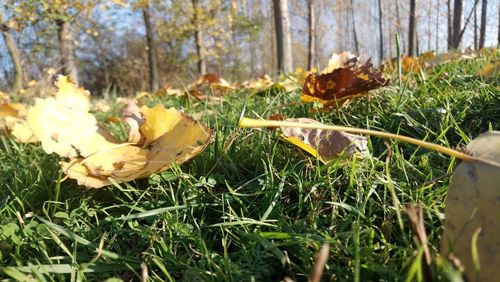 Close-up of mushrooms growing on field