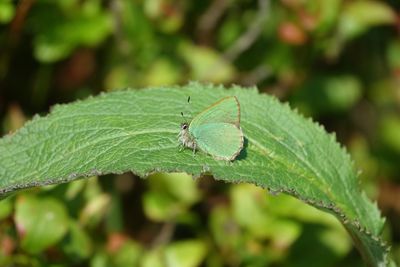 Close-up of insect on leaf