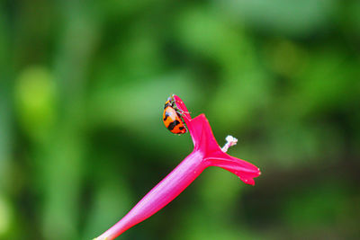 Beaulyful ladybug rests on a grass flower, blur background image