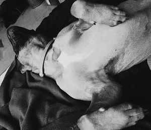 Dog resting on couch
