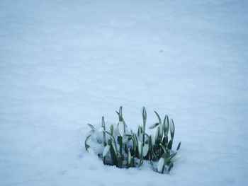 Close-up of snow on plant during winter