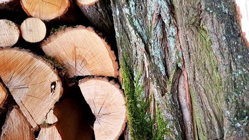 Full frame shot of tree trunk in forest