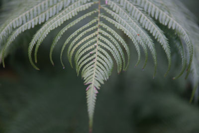 Close-up of fern